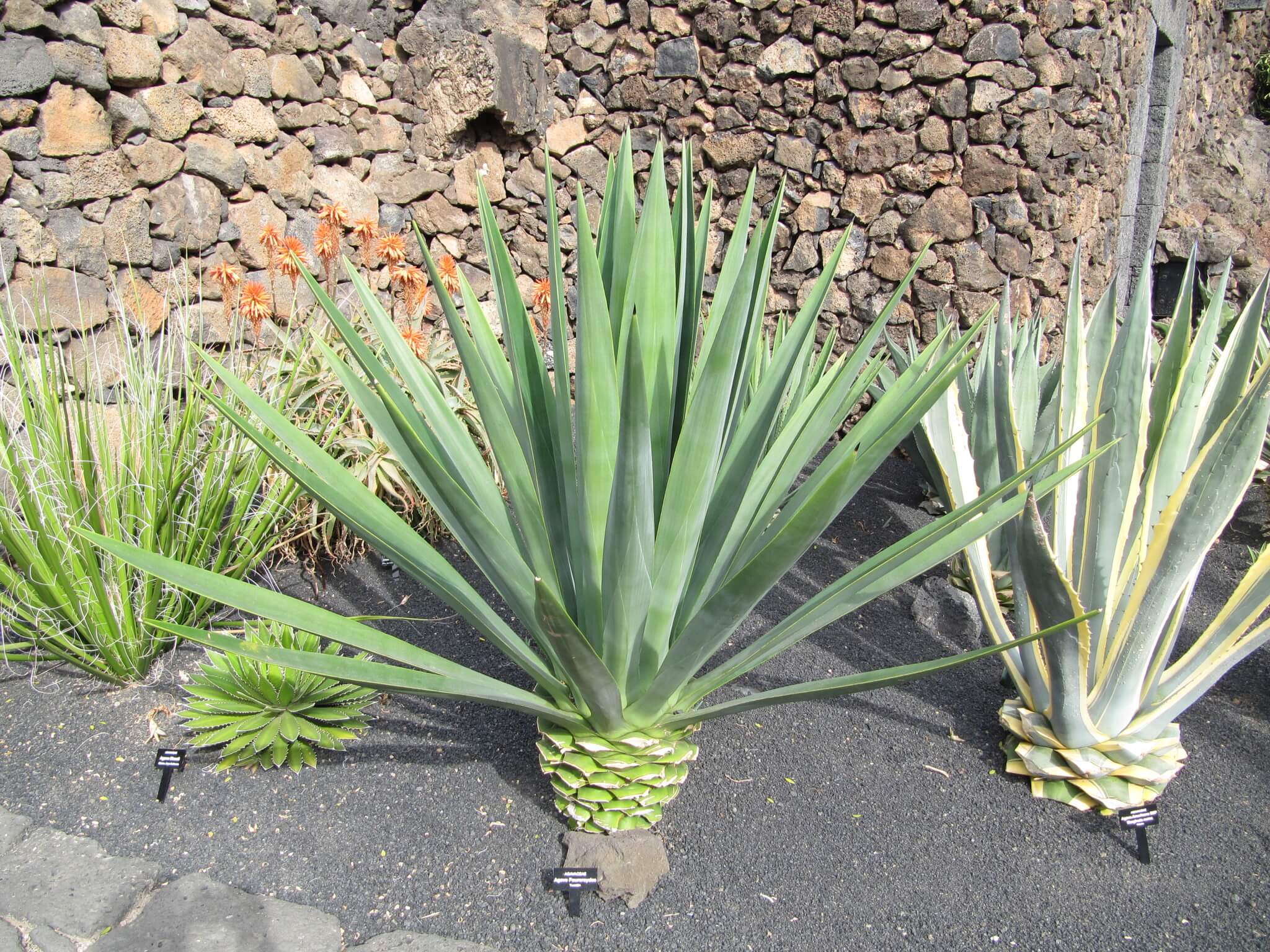 Agave fourcroydes 